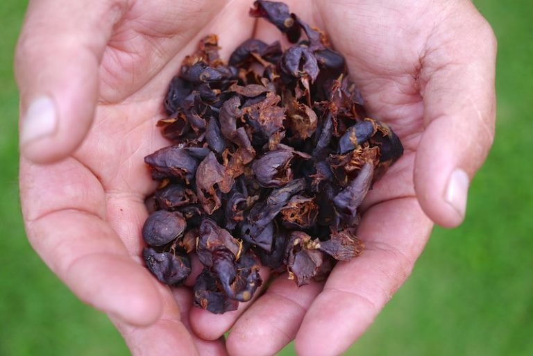 jenis olahan herbal dari kulit kopi