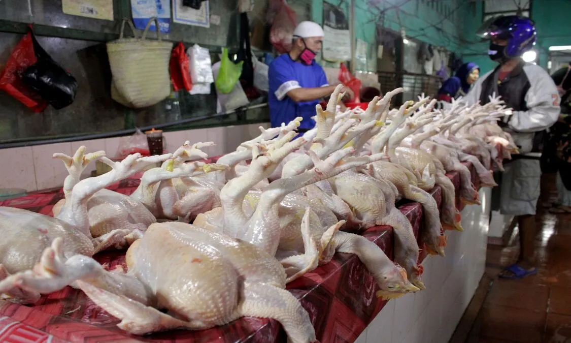 tips usaha ayam potong