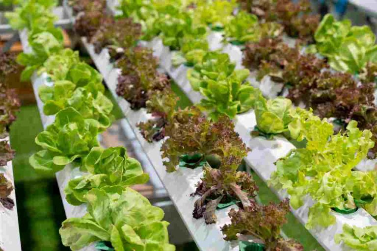 Tanam Sabut Kelapa Hidroponik