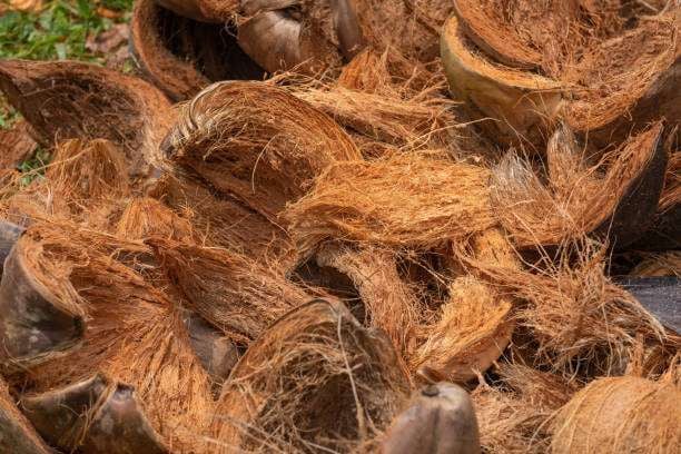 Sabut kelapa dalam inovasi industri biofilter