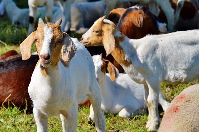 Pelatihan budidaya kambing modern