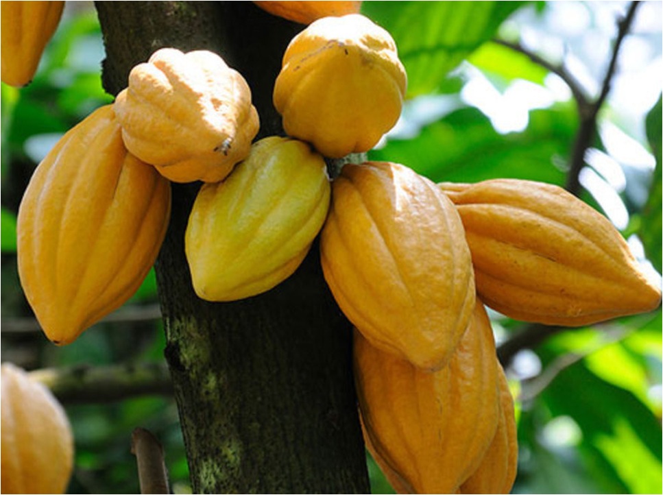 Proses Pengolahan Buah Kakao