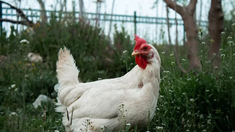 Cara Kerja Mesin Pencabut Bulu Ayam
