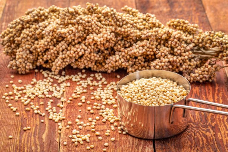 Alat Pengolah Sorgum Jadi Tepung