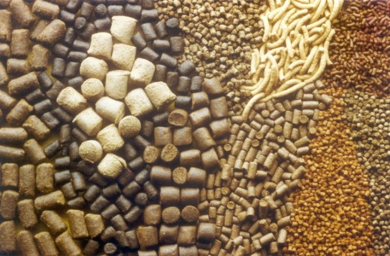 cara membuat pakan ternak fermentasi