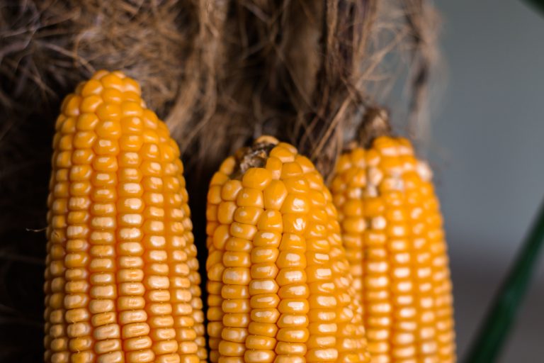 cara panen jagung pipil