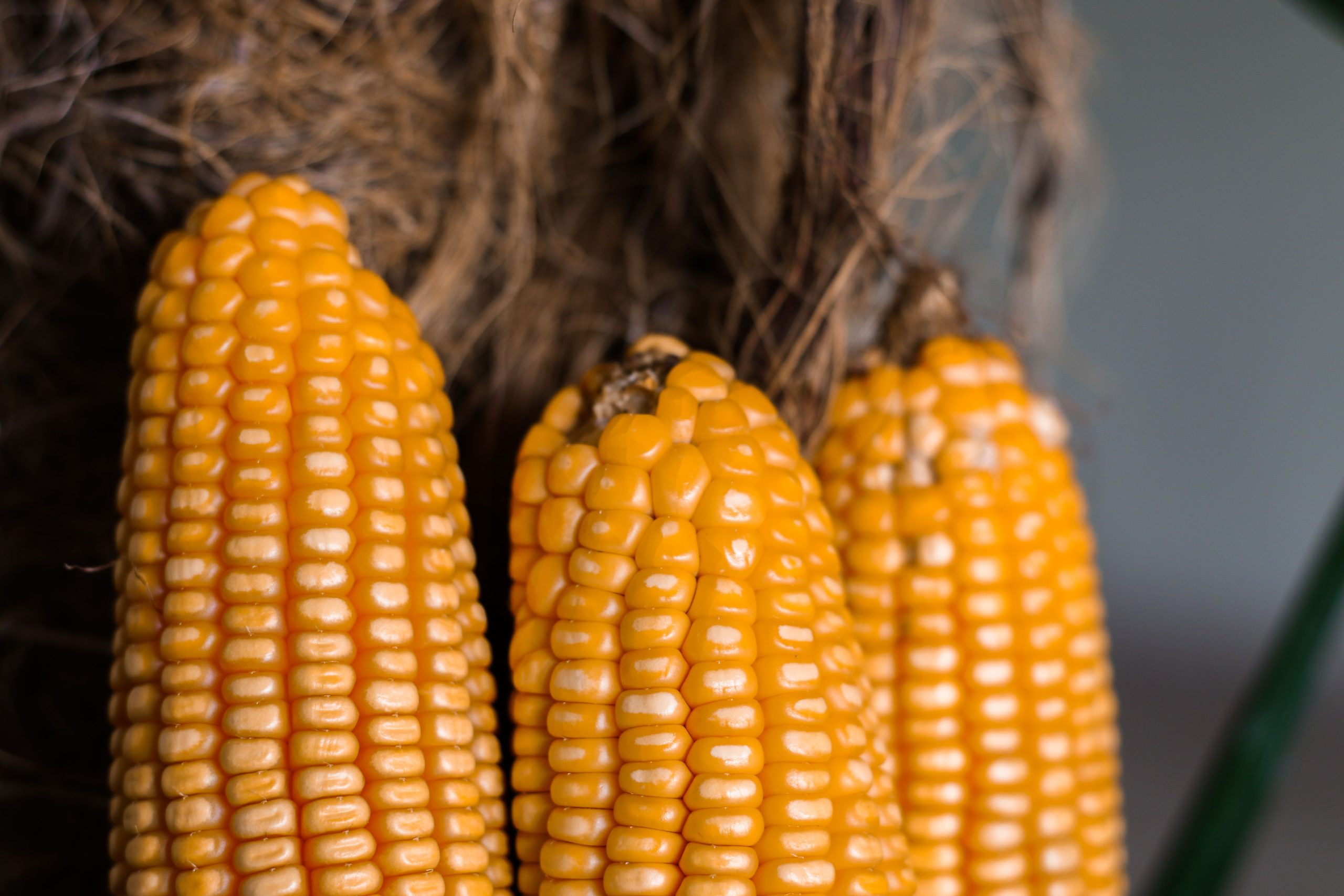 cara panen jagung pipil