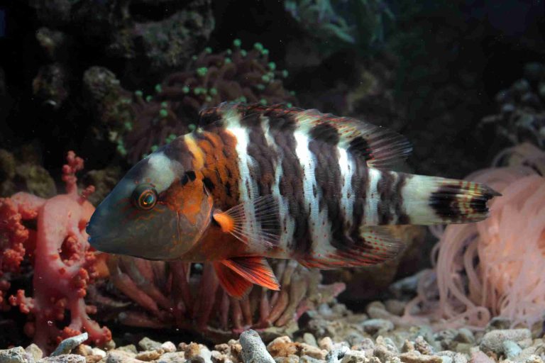 jenis ikan paling mahal