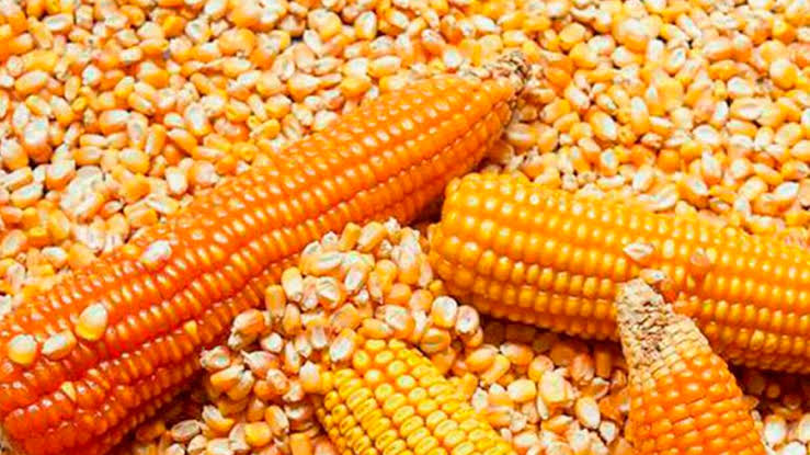 kenapa jagung perlu dipipil