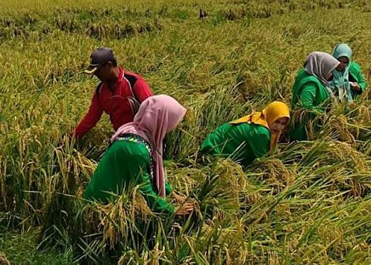 waktu yang tepat untuk memotong padi