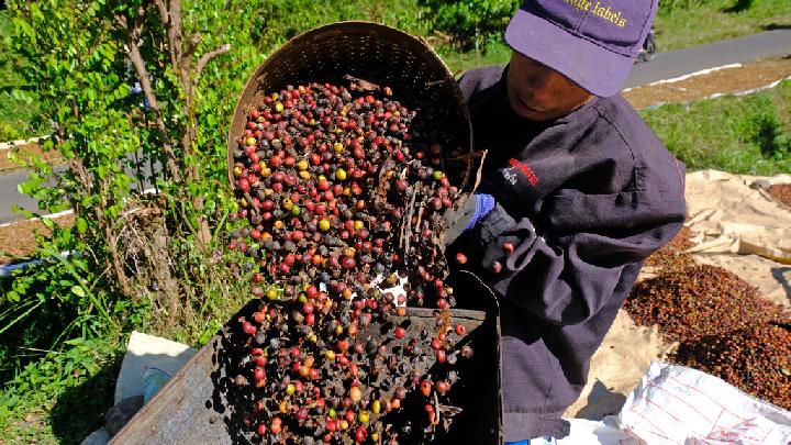 fungsi mesin pengupas kopi basah