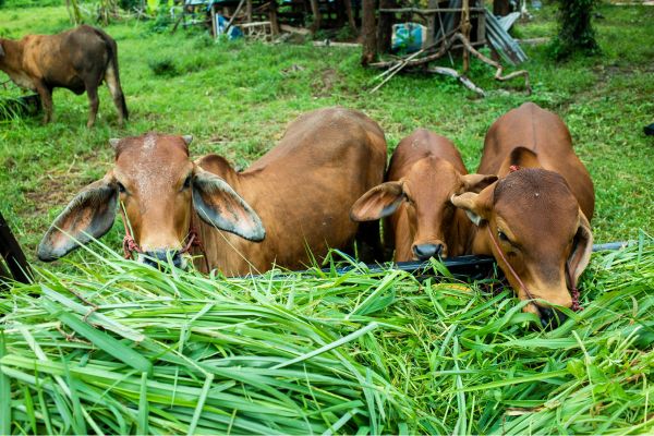 cara mempercepat proses pencacahan rumput