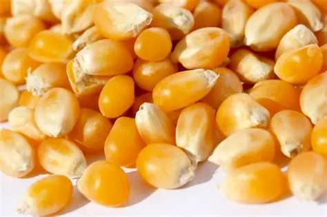 cara menggunakan mesin pengolah jagung