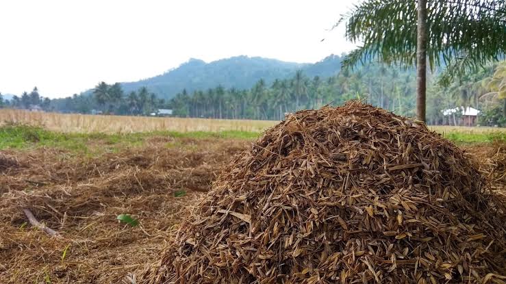 Cara memanfaatkan limbah pertanian untuk peternakan