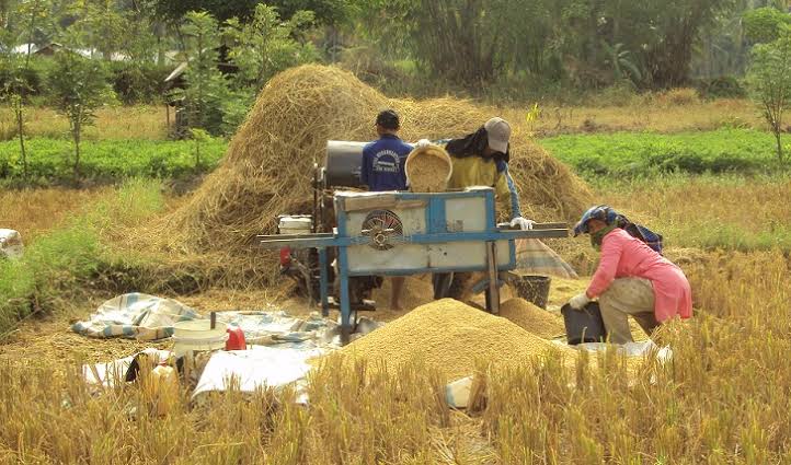 mesin perontok padi power thresher