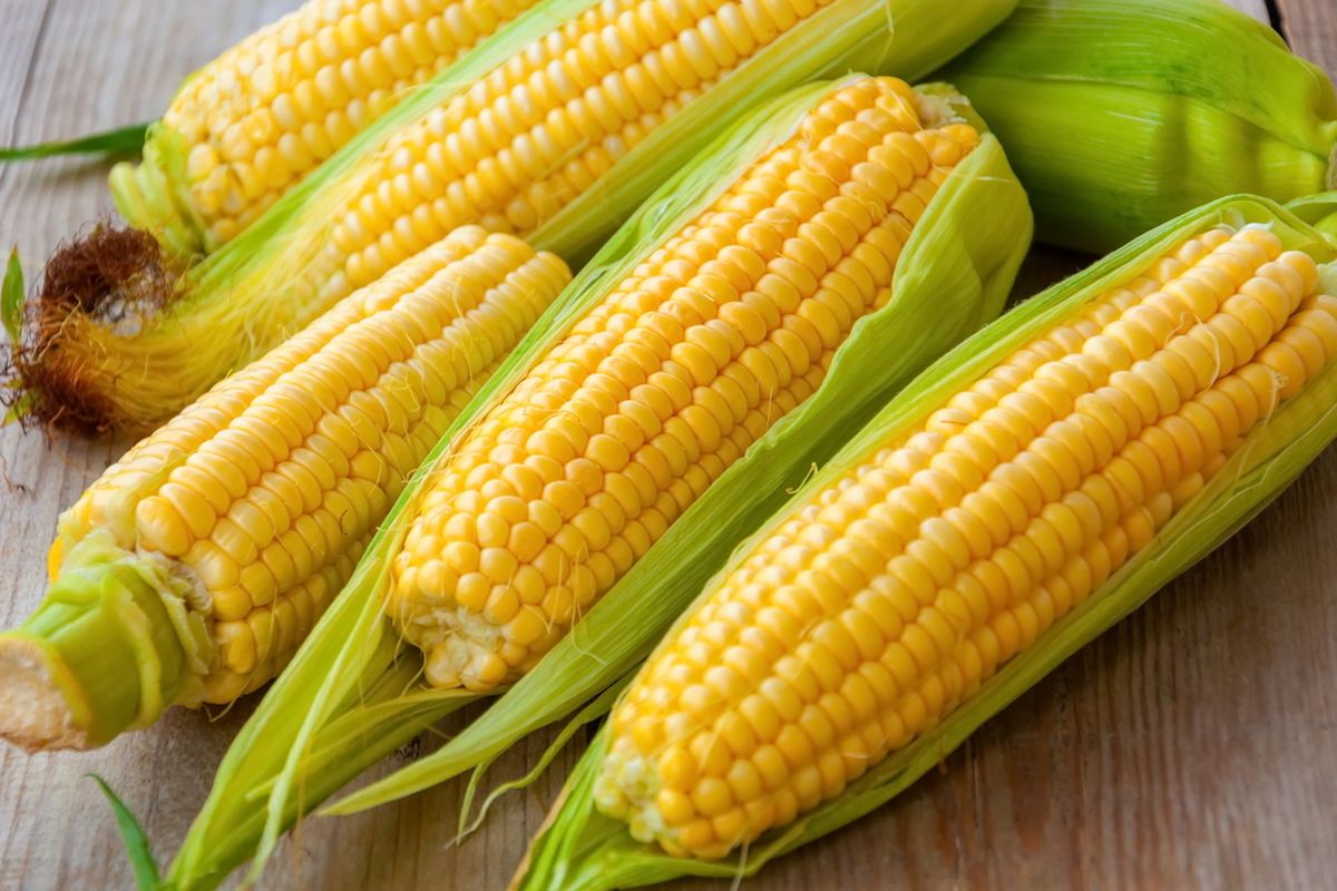 proses pemisahan biji jagung untuk penyimpanan hasil panen