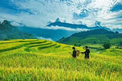 biaya tanam padi per hektare