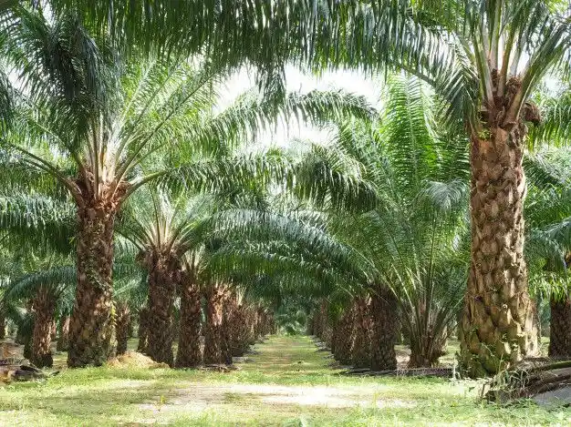 jenis benih LCC untuk kelapa sawit
